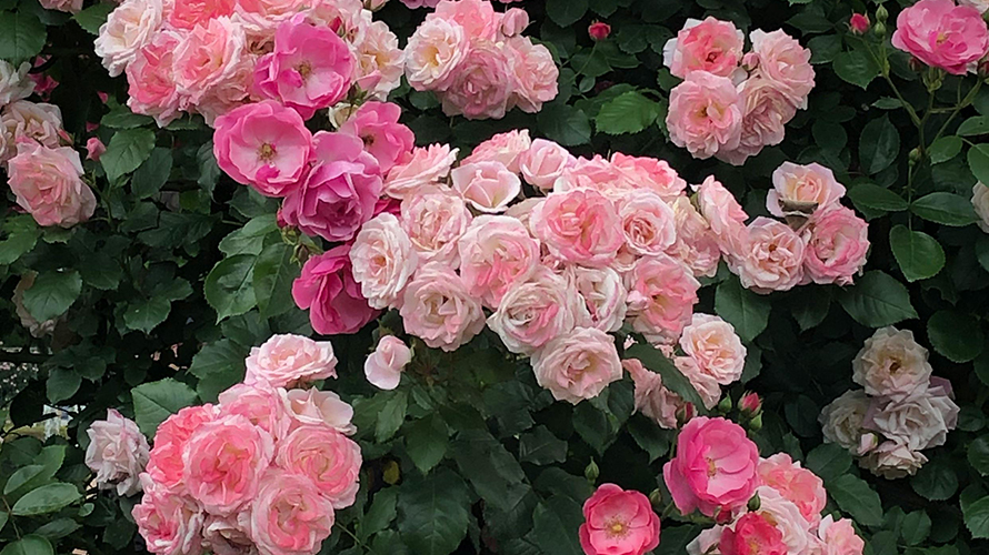 Pink carpet roses