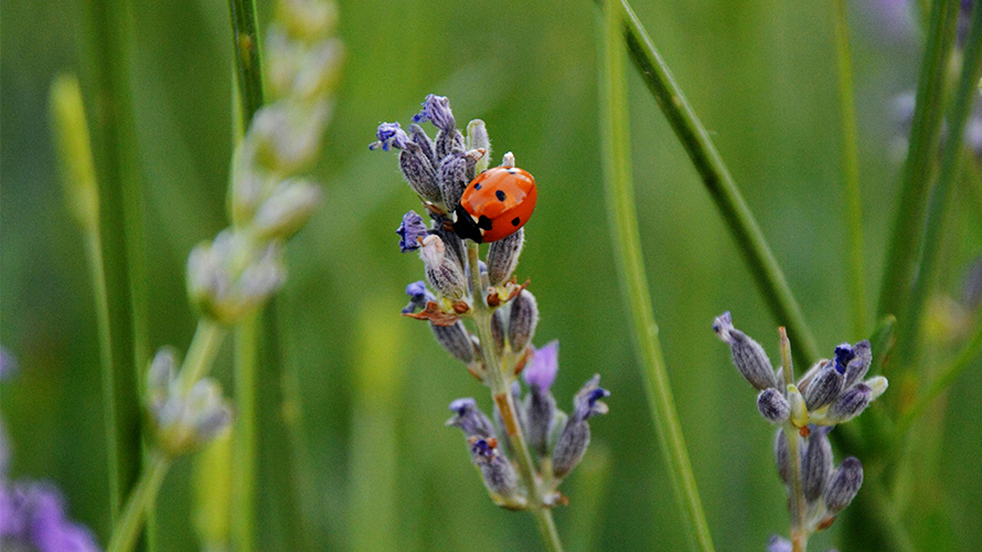 Ladybug
