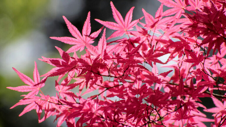 Japanese maple
