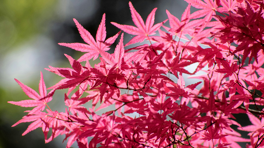 Japanese maple