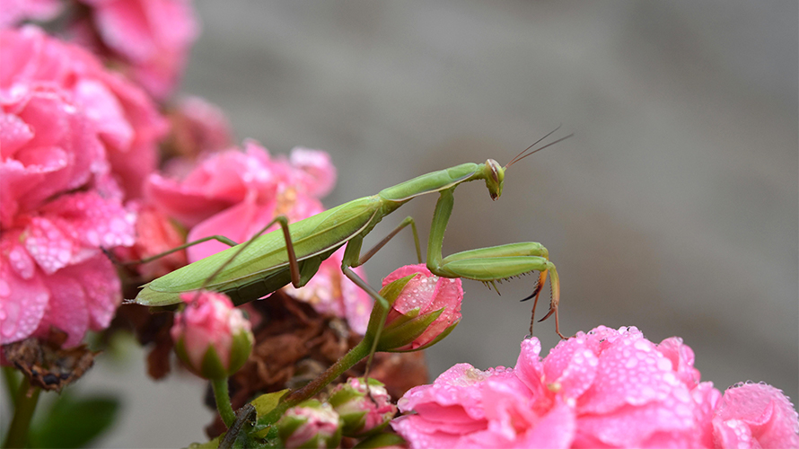 Praying mantis