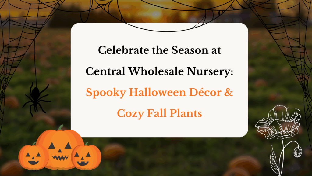 Halloween-themed fall plants and cozy seasonal décor at Central Wholesale Nursery in San Jose