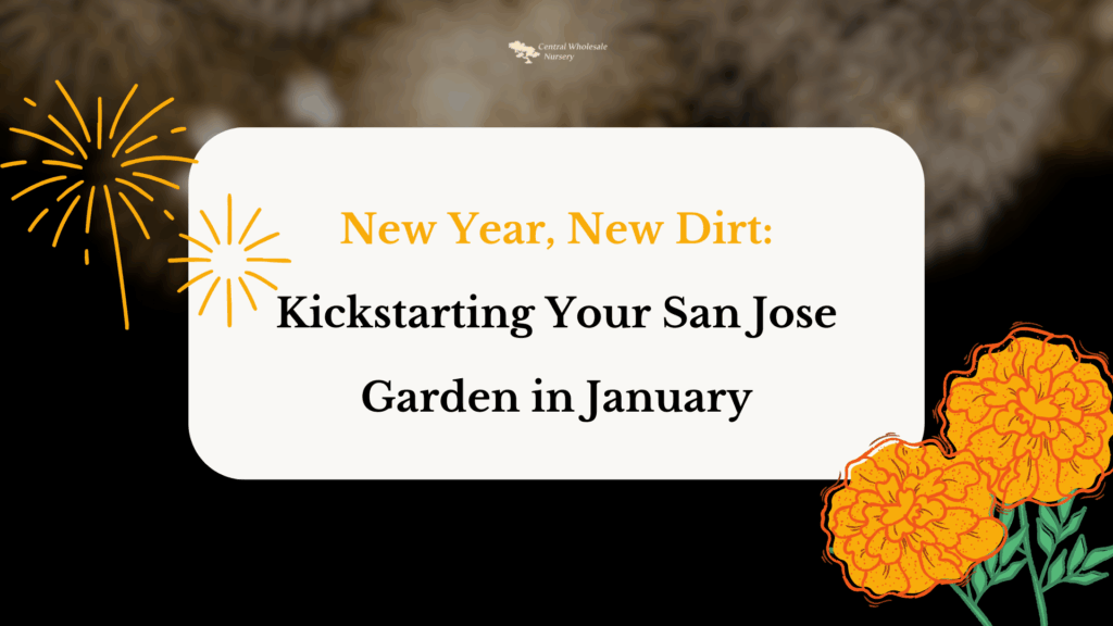 A graphic titled "New Year, New Dirt: Kickstarting Your San Jose Garden in January" featuring orange flowers and fireworks illustrations on a black background with the Central Wholesale Nursery logo.