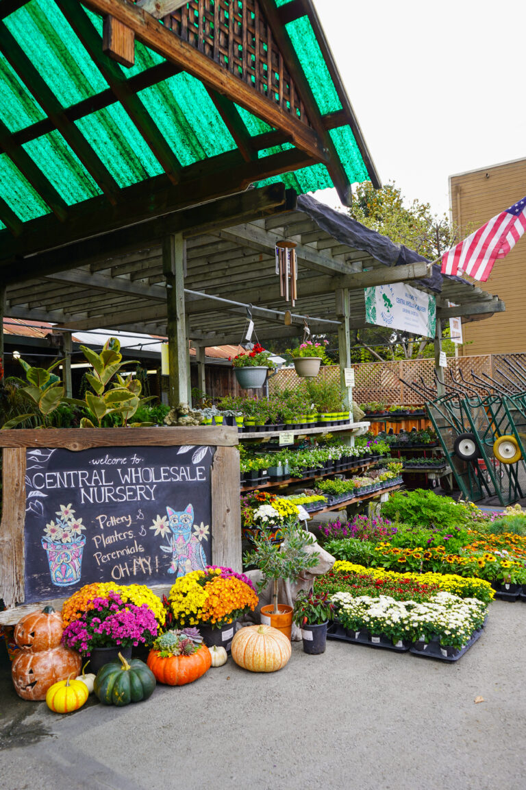 Lush indoor plants and pottery at Central Wholesale Nursery in San Jose