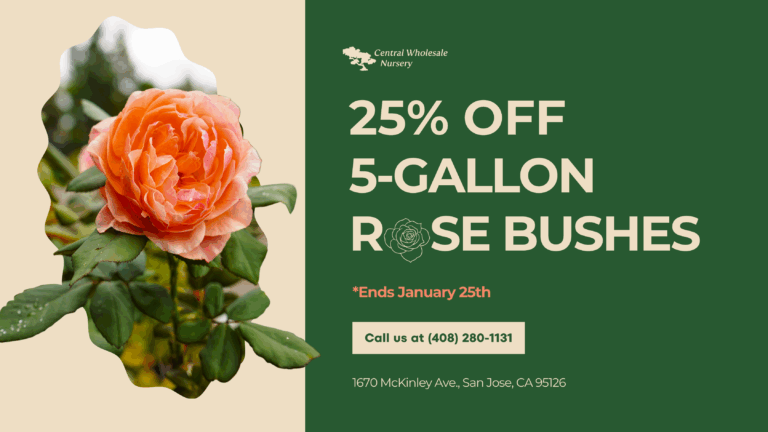 Promotional banner for Central Wholesale Nursery offering 25% off 5-gallon rose bushes. The image features a close-up of a blooming peach-colored rose against a green background with a "Shop Now" button
