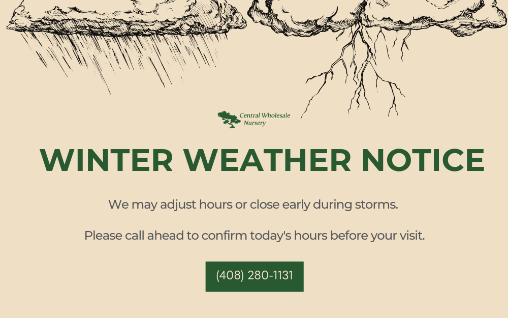 Winter weather notice for Central Wholesale Nursery featuring rain and lightning illustrations and a phone number (408) 280-1131.