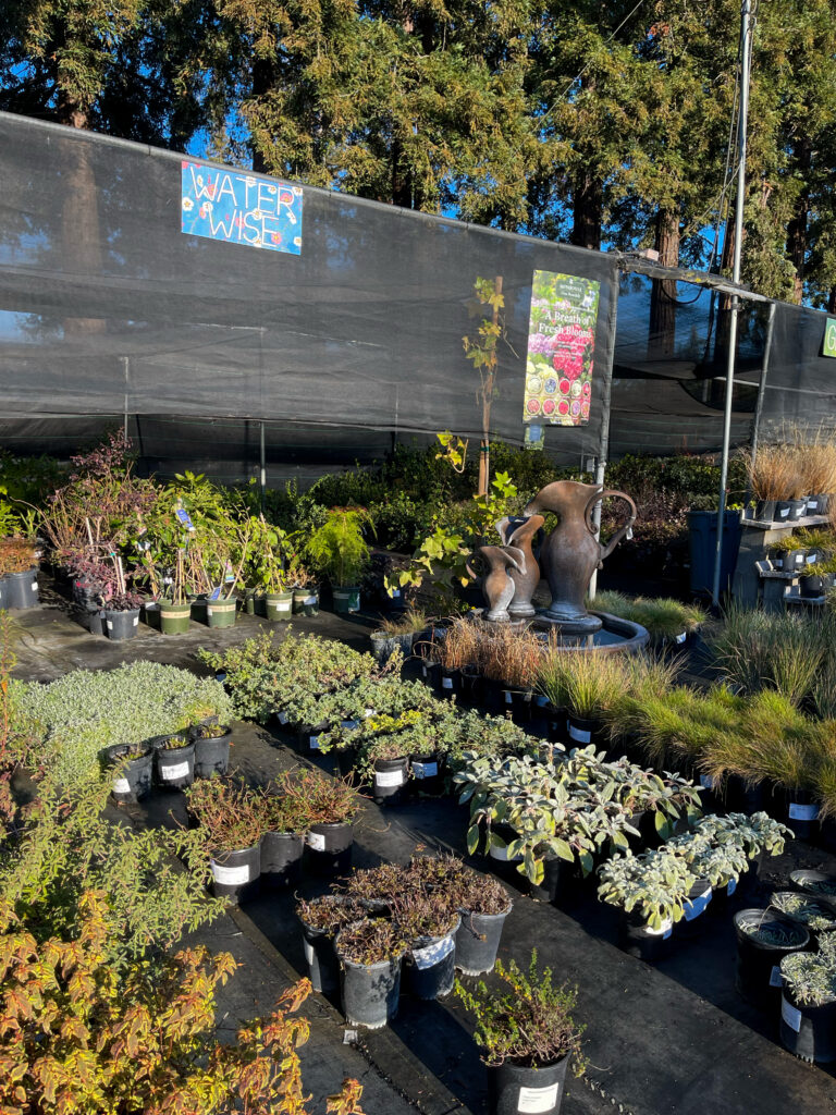 Outdoor display at Central Wholesale Nursery in San Jose featuring rows of potted water-wise shrubs, ornamental grasses, and a decorative fountain.