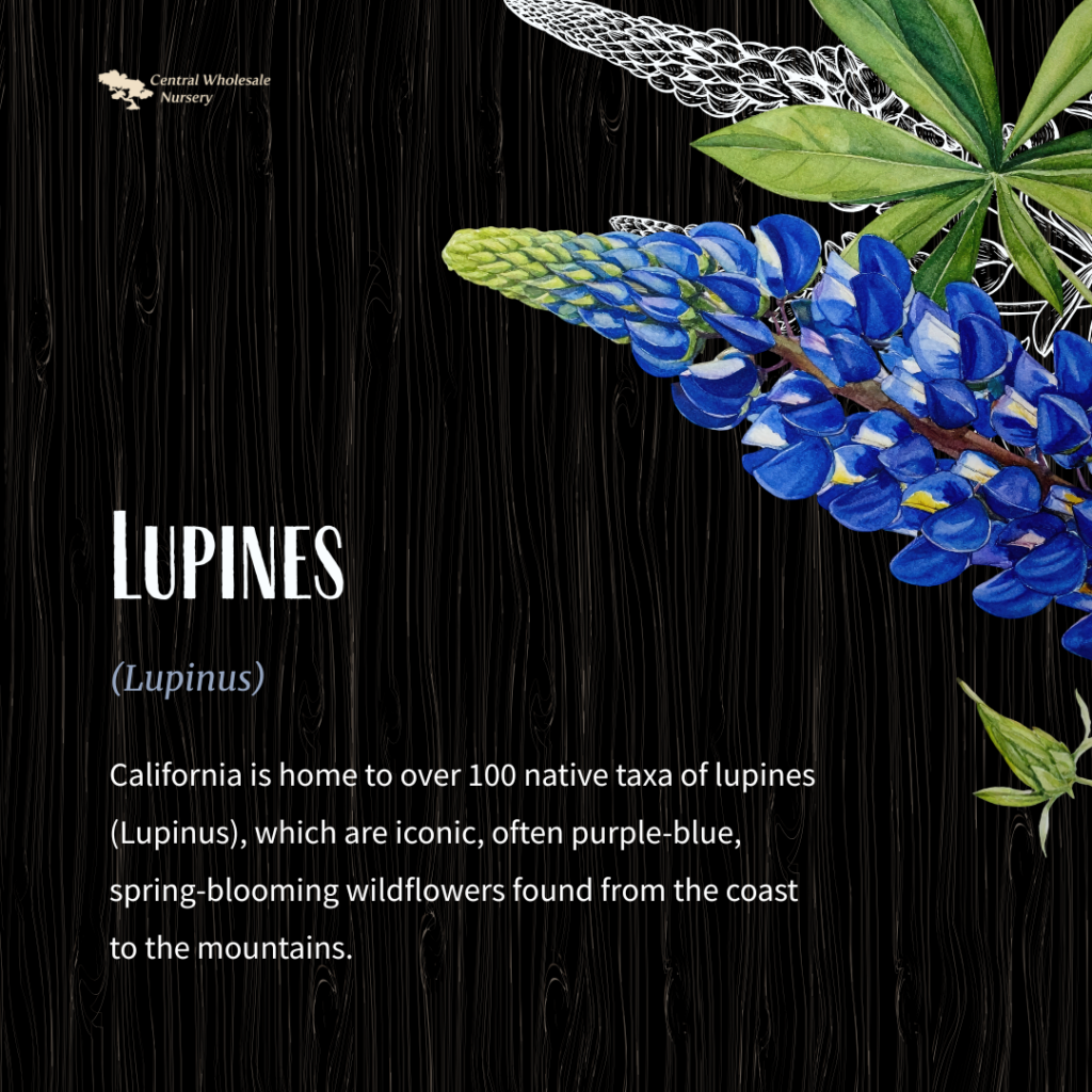 A botanical illustration of vibrant blue and purple Lupines (Lupinus) with green leaves against a dark wood grain background. The text identifies them as iconic California native wildflowers found from the coast to the mountains.