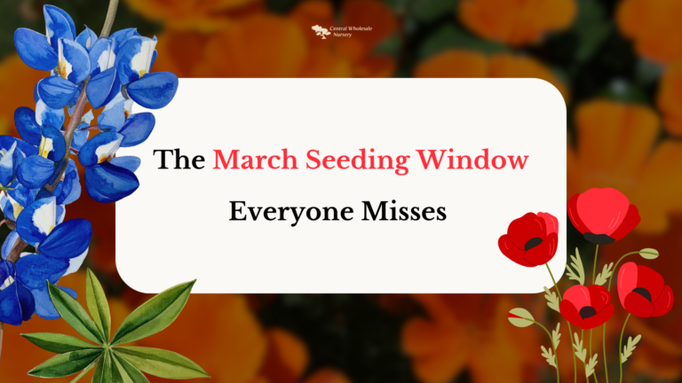 A colorful graphic for Central Wholesale Nursery featuring blue lupines and red poppies. Text in a white box reads "The March Seeding Window Everyone Misses" against a blurred orange floral background.