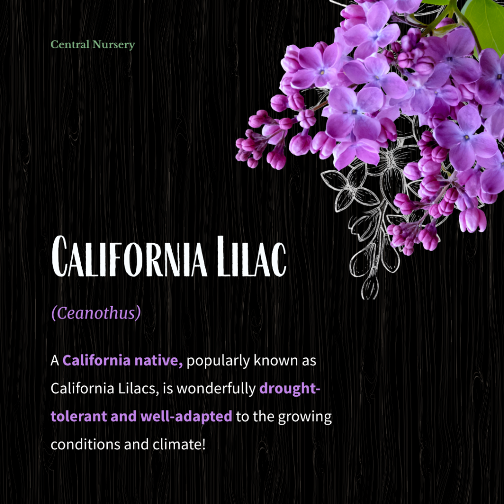 A vibrant California Lilac shrub in full purple bloom, showcasing native resilience gardening in a water-wise San Jose landscape.