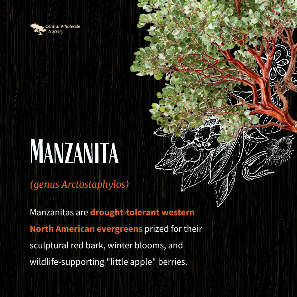 A large specimen Dr. Hurd Manzanita tree with signature smooth mahogany bark and sculptural branches in a San Jose wholesale nursery.