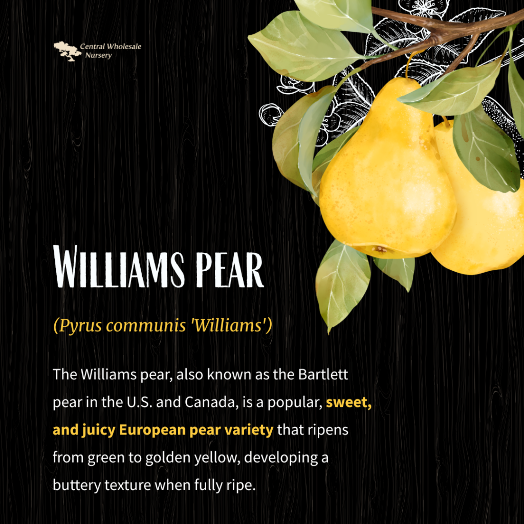Peak Summer Maintenence & Fruit Support Bartlett Pears